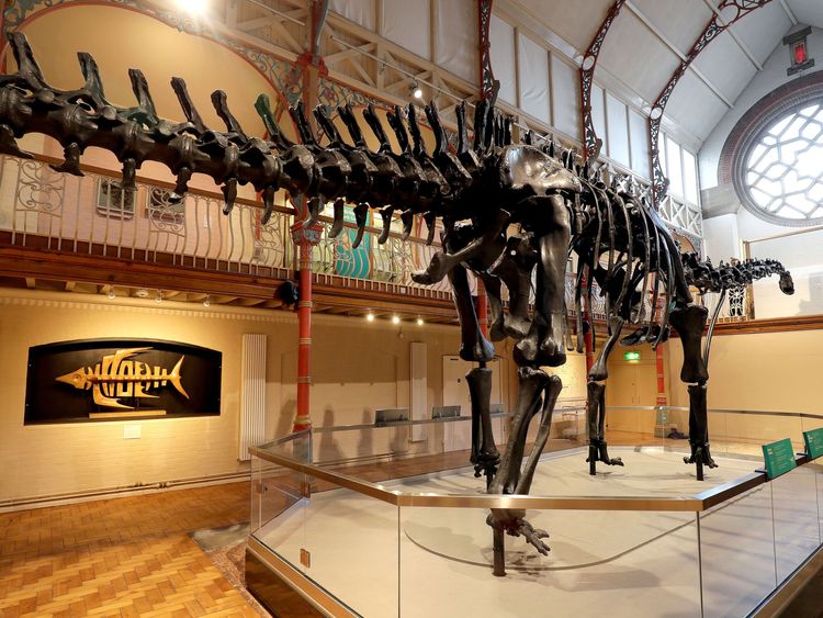 national history museum diplodocus