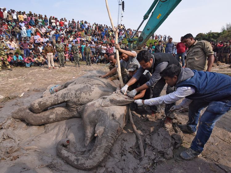 Veterinarians tend to a wounded female elephant who, according to forest officials, was hit by a train near Habaipur railway station in Hojai district in the northeastern state of Assam, India, February 11, 2018