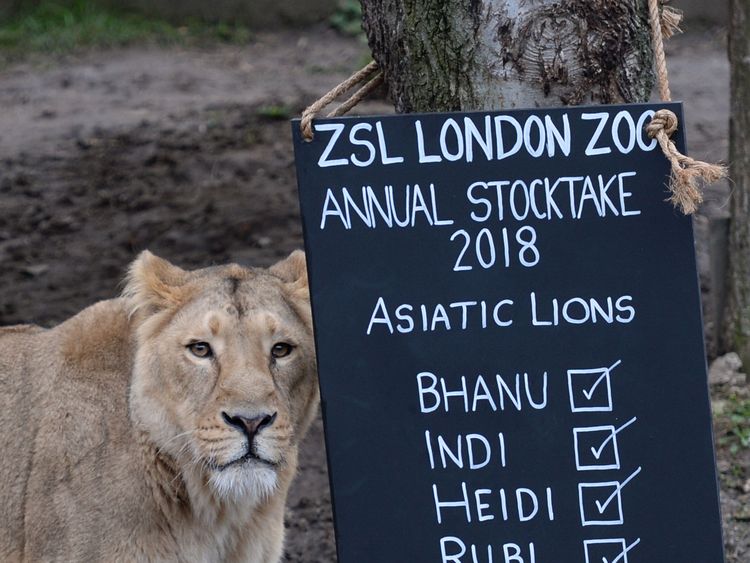 The delayed stocktake starts at London Zoo 