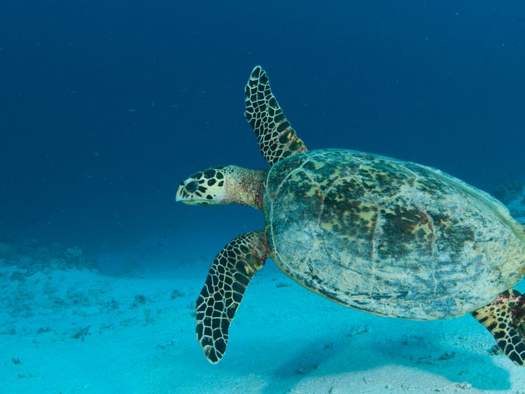 Ocean Rescue: Prince Charles speaks out over 'plight' of world's coral ...