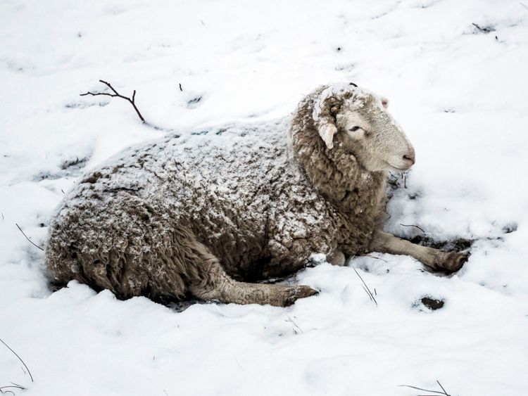 A sheep sits in the snow in Hope Valley in the Peak District