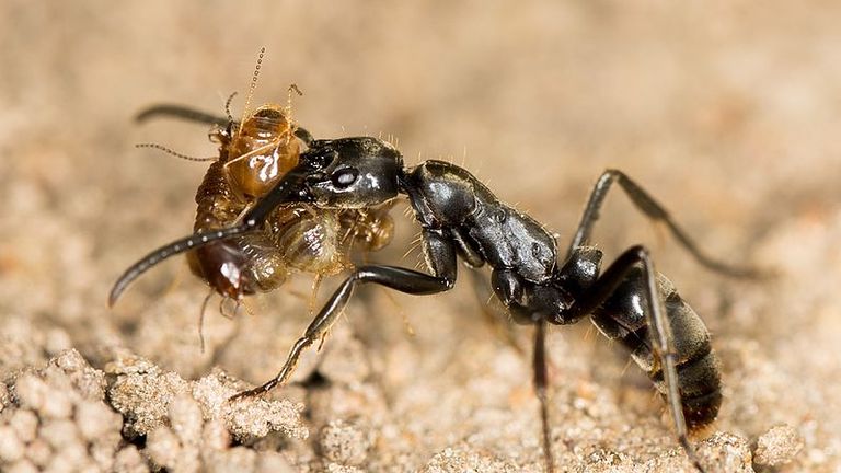 A Matabele ant returns to its nest with jaw full of termites. Pic: ETF89/Wikicommons