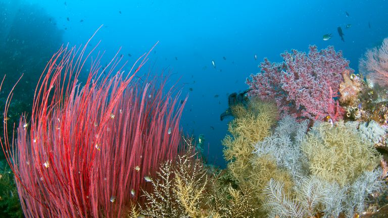 Coral reefs like this one in Indonesia are under threat. Pic: Jayne Jenkins
