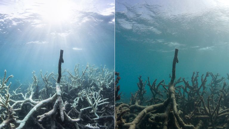 The Great Barrier Reef&#39;s Lizard Island, before and after the effects of pollution. Pic: The Ocean Agency