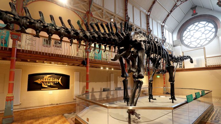 The Natural History Museum&#39;s Diplodocus skeleton cast, known as Dippy, is installed at Dorset County Museum in Dorchester, the first stop on a UK tour. PRESS ASSOCIATION Photo. Picture date: Friday February 9, 2018. See PA story SCIENCE Dippy. Photo credit should read: Andrew Matthews/PA Wire                                  