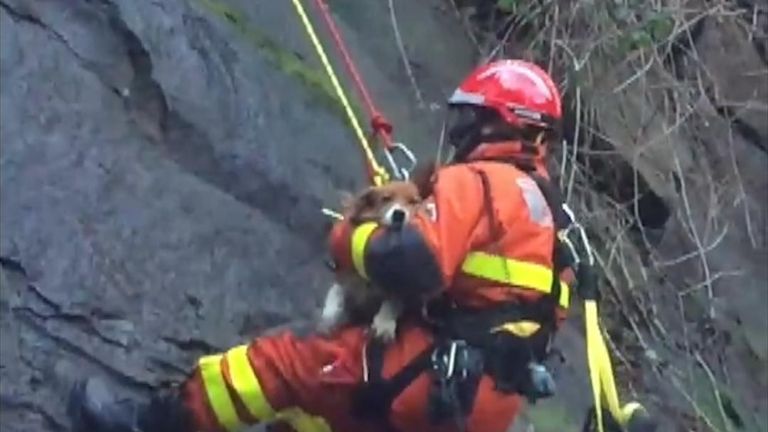 A dog trapped on a 50-foot ledge in Swansea  was reunited with his owners after being rescued by members of the RSPCA and the fire service.

During the start of the rescue operation, the RSPCA noted, an earthquake was recorded in the Bristol Channel, the shock waves of which were felt in Swansea and further afield.

The dog, named Basil, was able to be reunited with his owners as he was microchipped, something which the RSPCA encourages.