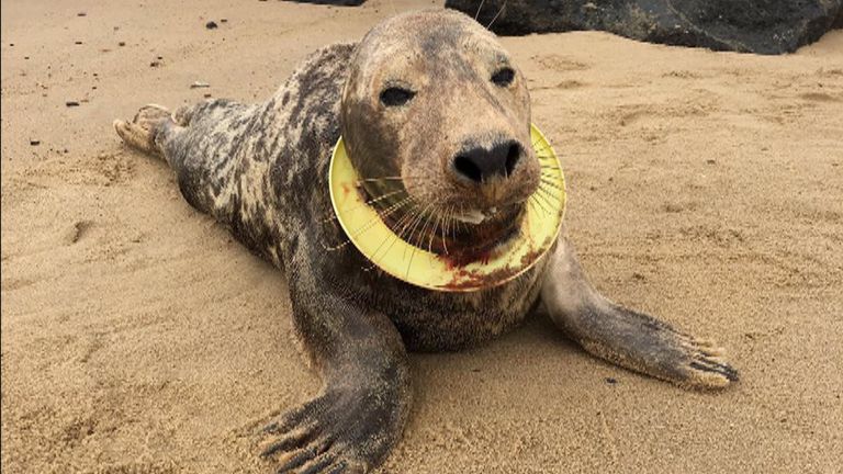 Frisbee the seal was on the brink of starving to death when she was caught
