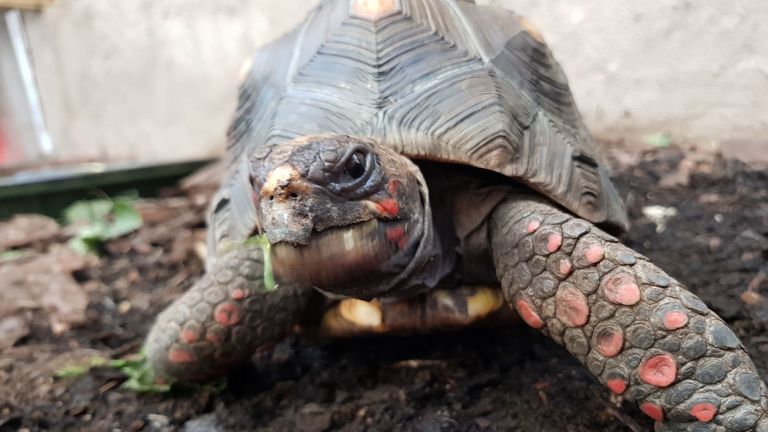Huck the red-footed tortoise went missing on Wednesday from his enclosure