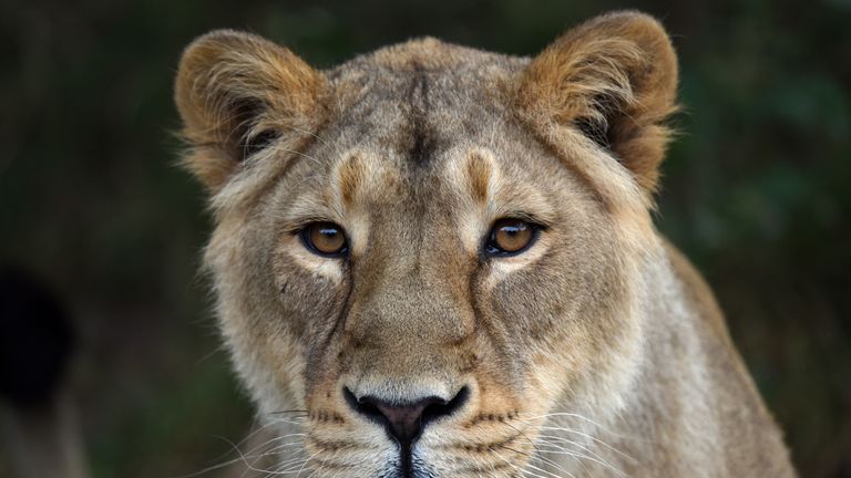 Woman mauled to death at 'lion whisperer' reserve in South Africa ...