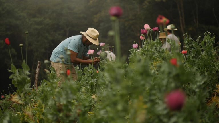 Farmers say they have to grow opium poppies to feed their families
