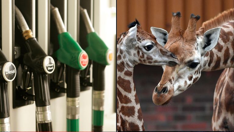 Petrol pumps and giraffes