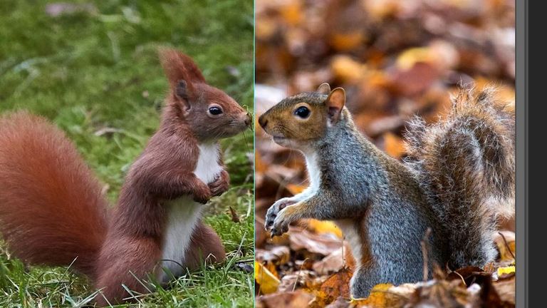 Research suggest red squirrels might not be as clever as grey ones