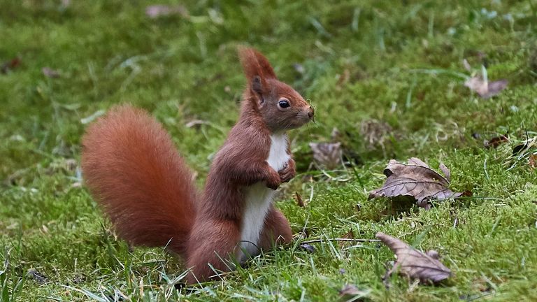 Red squirrels are outnumbered by greys by more than 15 to one