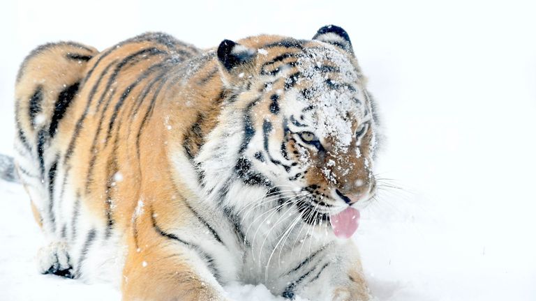 A tiger enjoys the snow. Pic: Yorkshire Wildlife Park