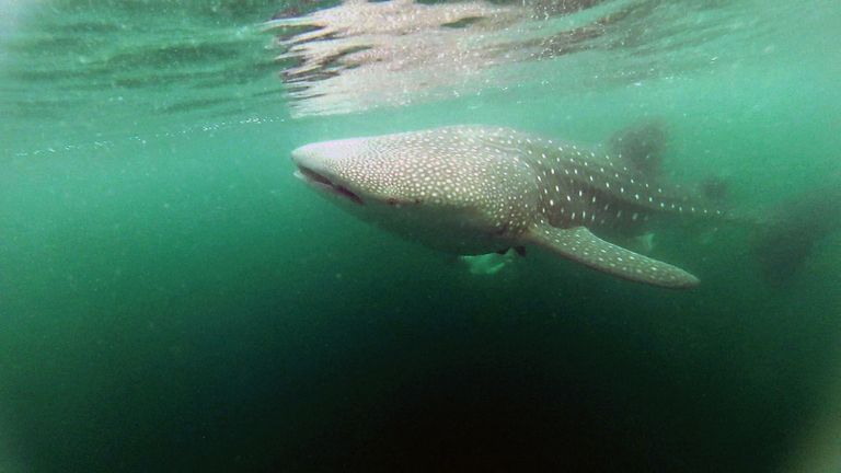 Large marine creatures such as whale sharks could be at risk from microplastics