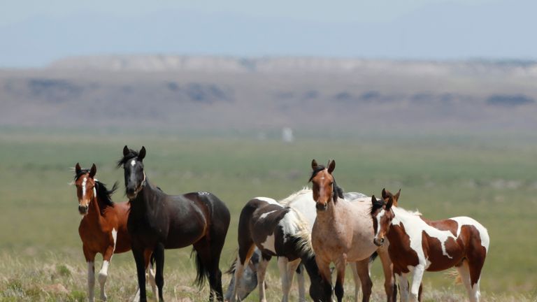 Research suggests these wild horses in Utah may not actually be wild