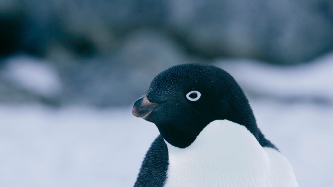 Image There had been concerns about the future of the Adelie penguin