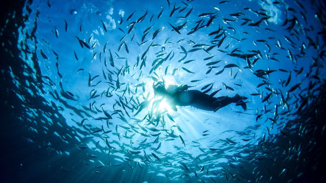 A woman swims near a swarm of fish in a cove off Portofino on September 9, 2015. AFP PHOTO / OLIVIER MORIN