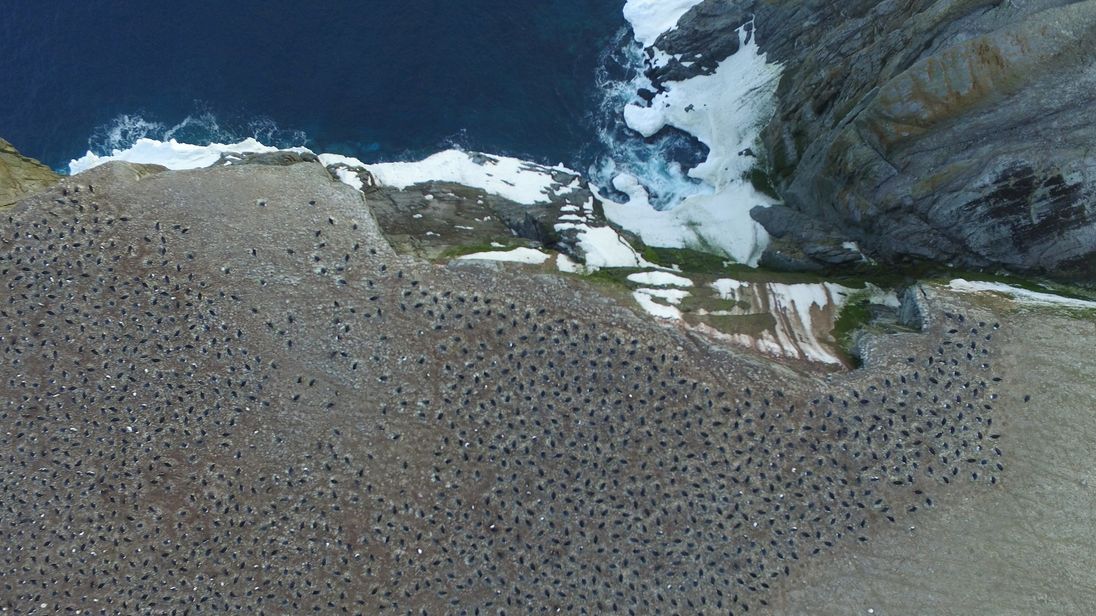 'Supercolony' of 1.5 million Adelie penguins found in Antarctica