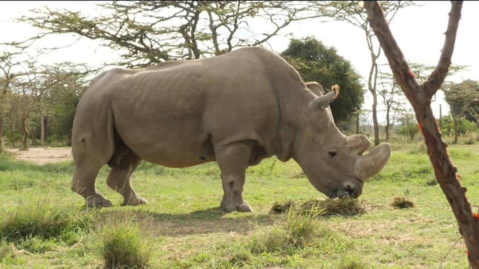 Last male northern white rhino dies | News UK Video News | Sky News