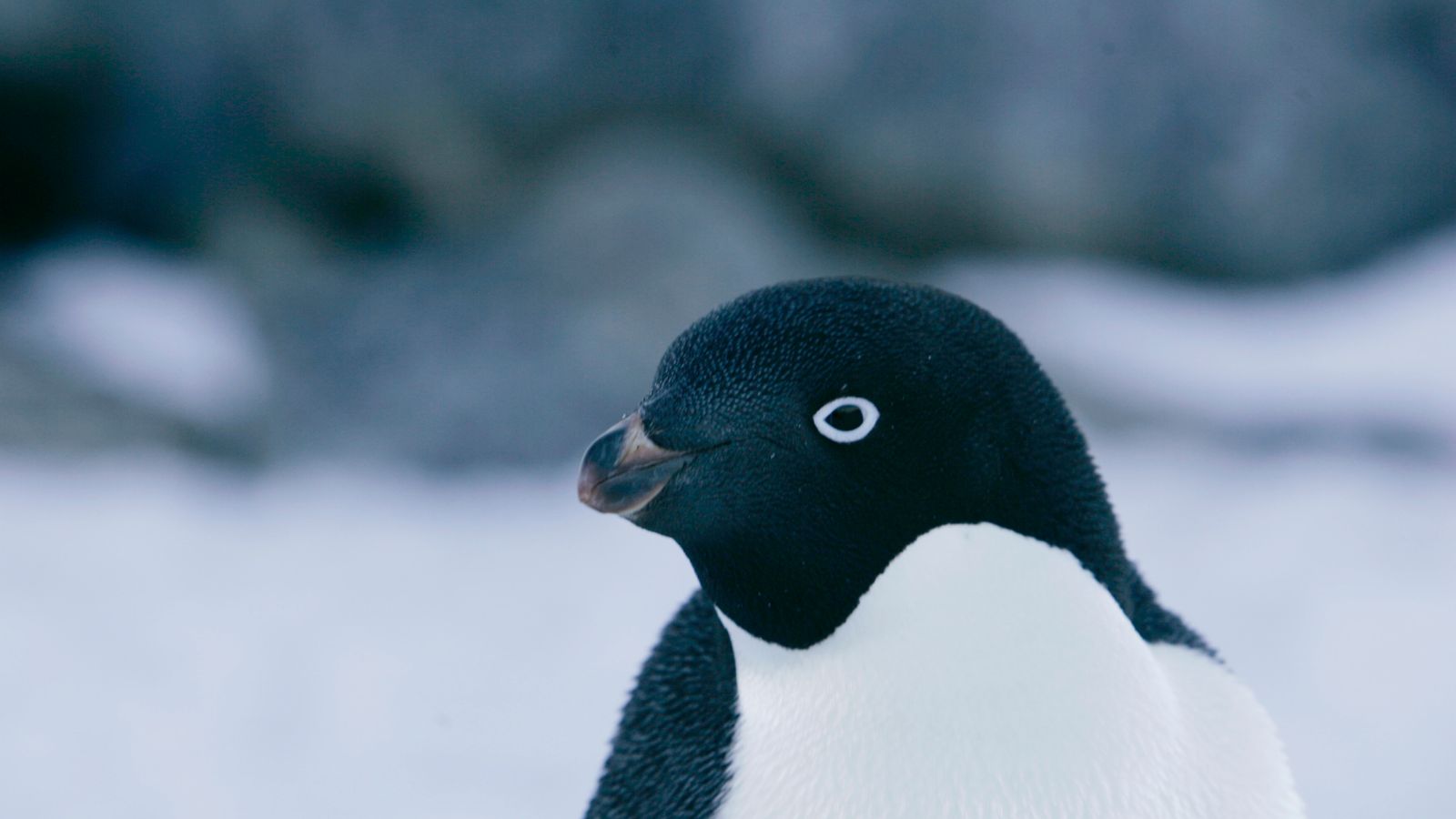 'Supercolony' of 1.5 million Adelie penguins found in Antarctica