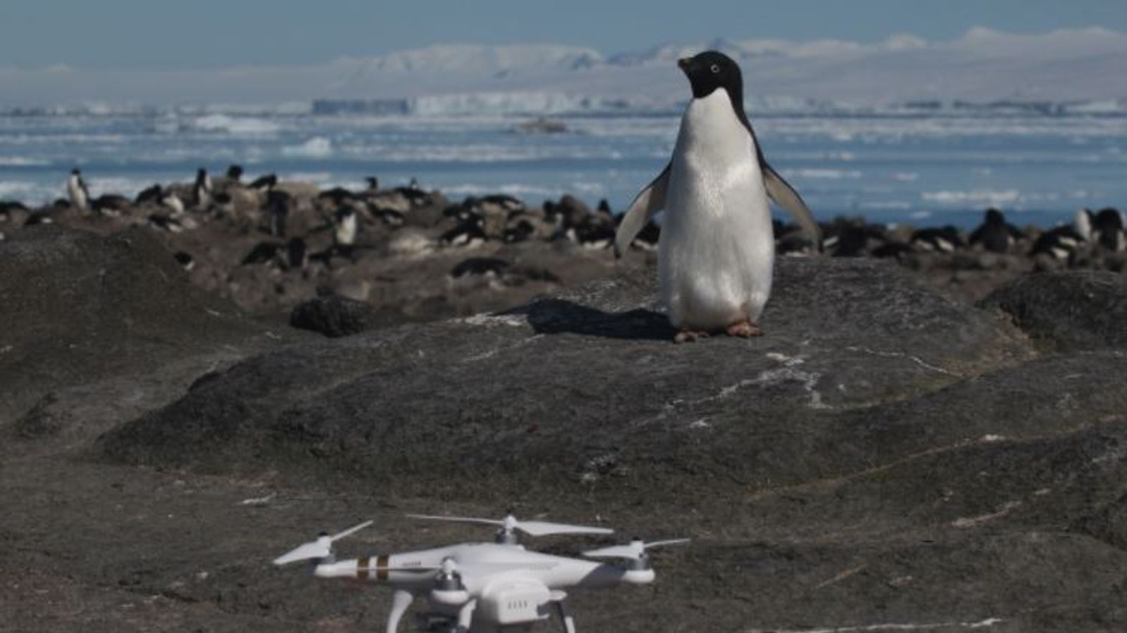 'Supercolony' of 1.5 million Adelie penguins found in Antarctica ...