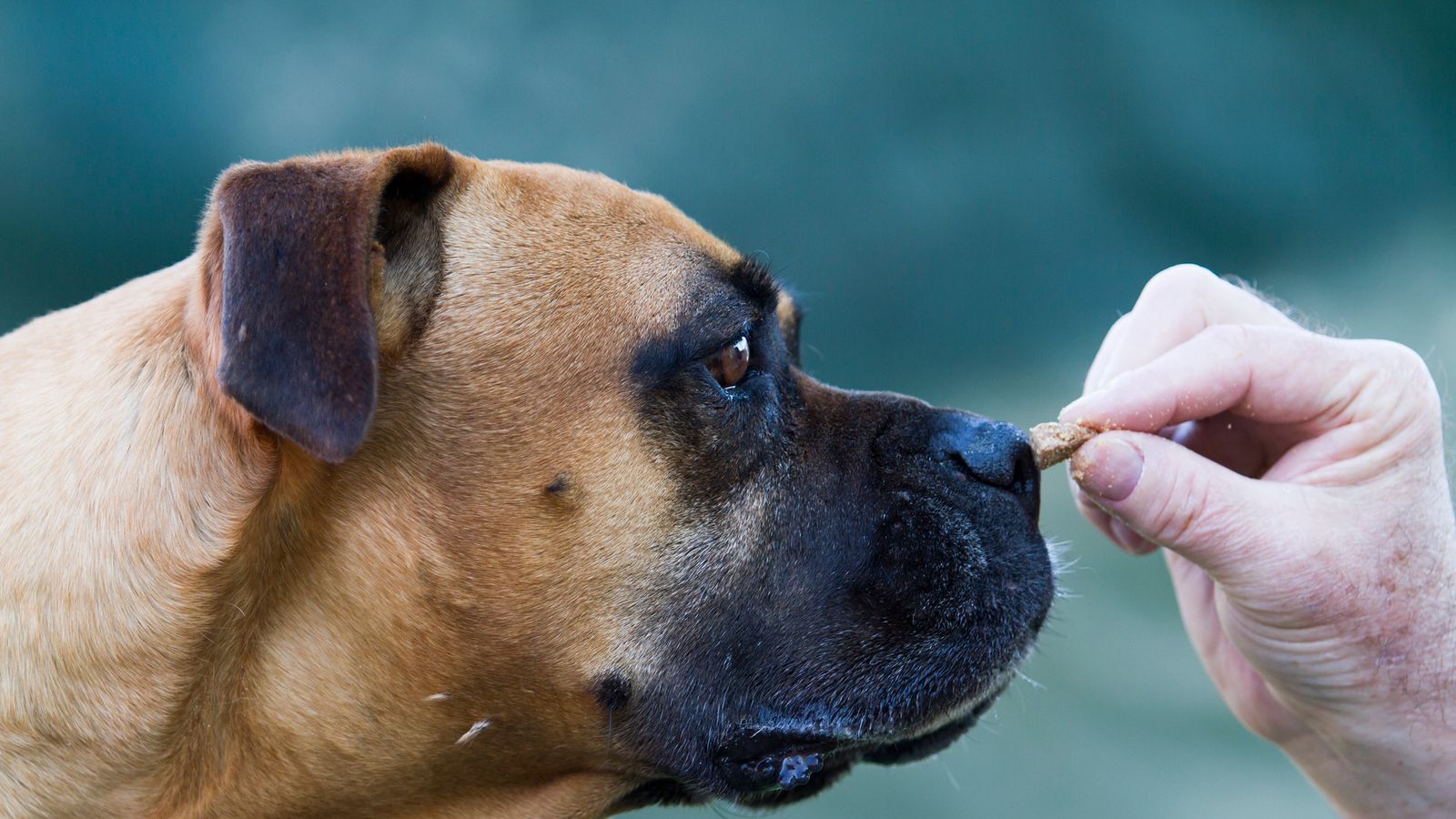 'Cruel' electric shock training collars set to be banned in England