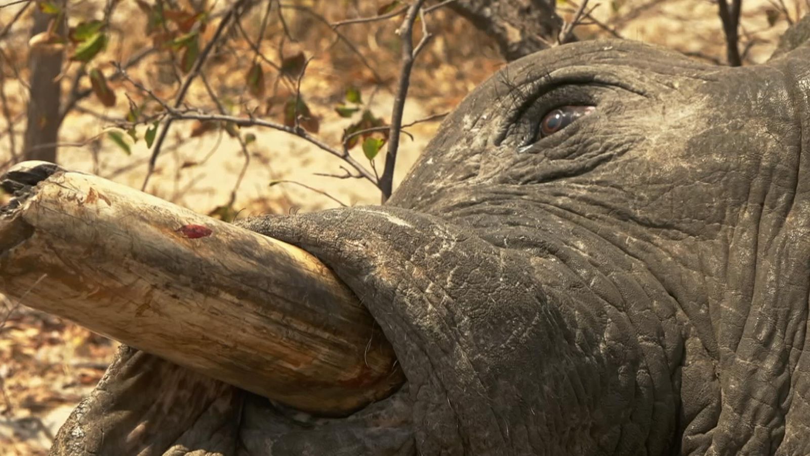 Poachers Kill 90 Elephants For Their Tusks In Botswana