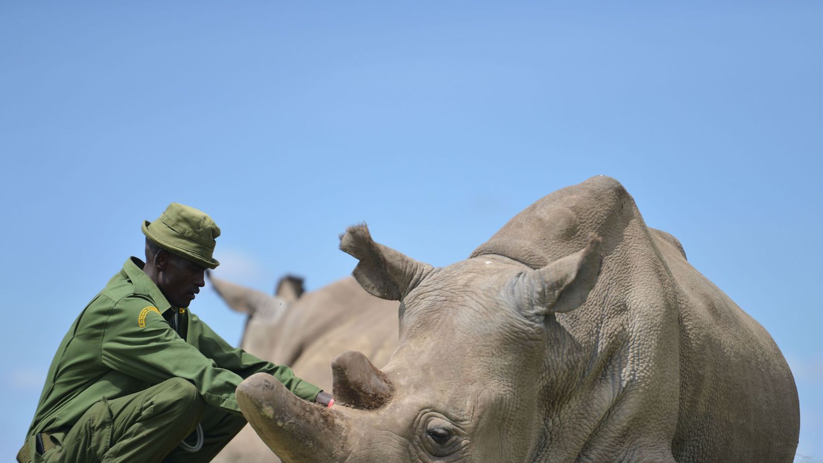 IVF hope for almost-extinct northern white rhino | World News | Sky News