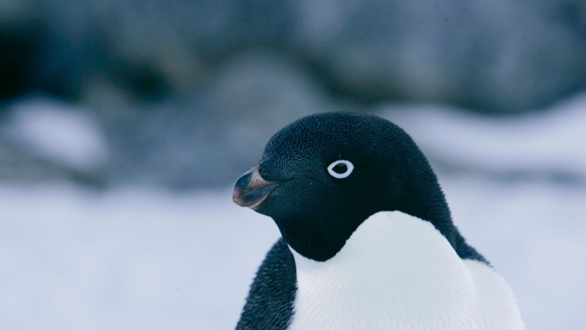 'Supercolony' of 1.5 million Adelie penguins found in Antarctica