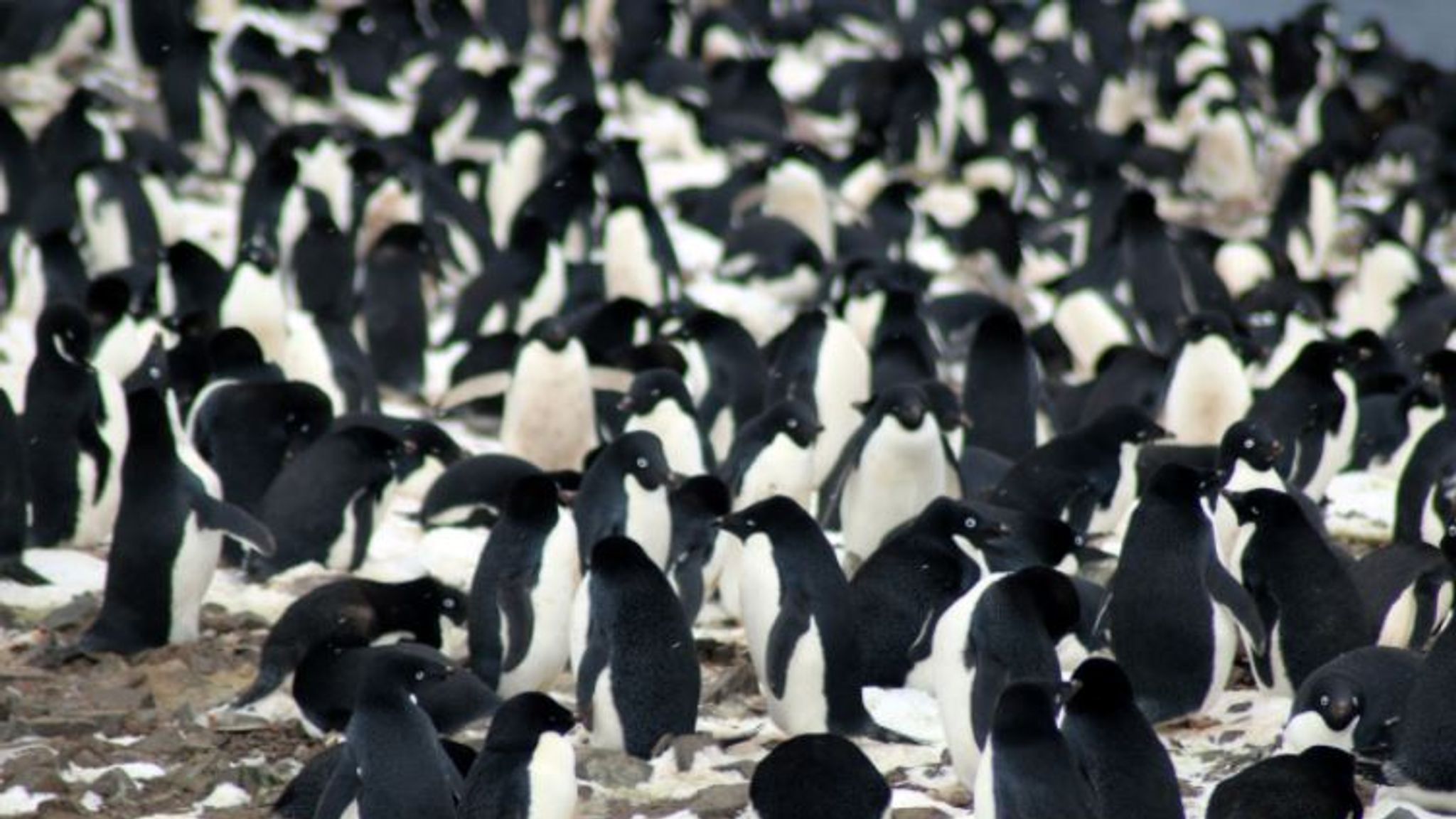 Krill fishing banned across much of the Antarctic under new deal | Sky News