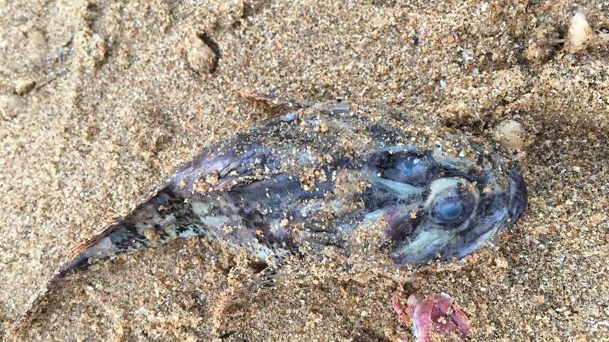 Starfish Ramsgate Starfish 'Armageddon' as thousands wash up on Ramsgate beach after big ...