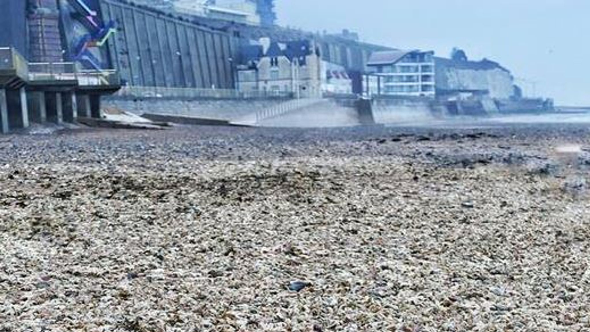 Starfish Ramsgate Starfish 'Armageddon' as thousands wash up on Ramsgate beach after big ...