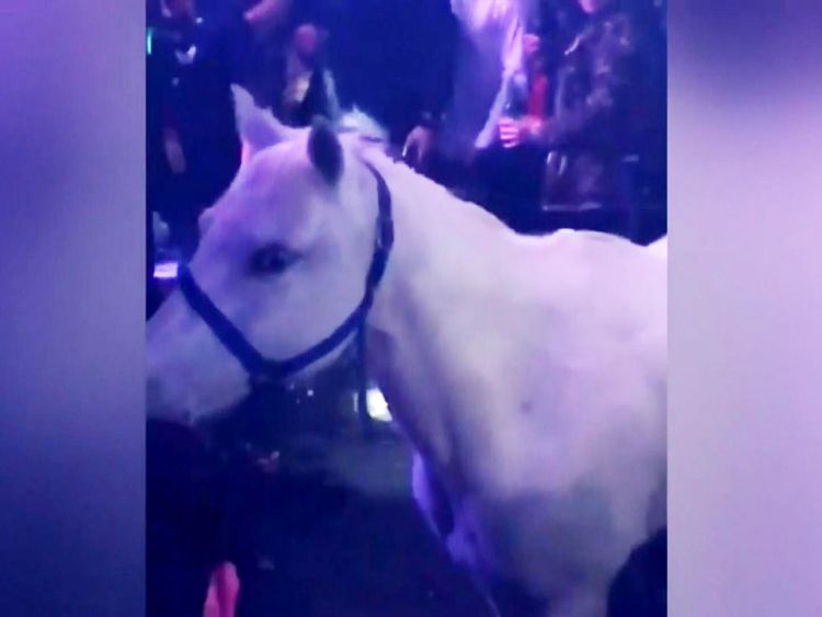 The horse was filmed inside the Miami Beach nightclub