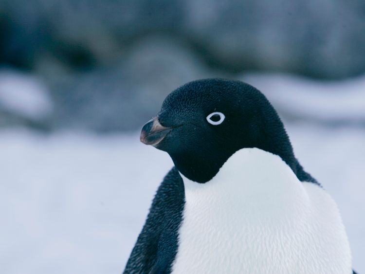 An Adelie penguin is pictured at Cape Denison, Commonwealth Bay, East Antarctica in this December 16, 2009 file photo