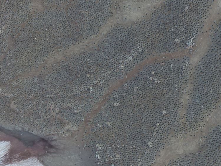 Danger Islands Expedition Image (1): “Quadcopter aerial imagery of an Adélie penguin breeding colony on Heroina Island, Danger Islands, Antarctica” Pic: Woods Hole Oceanographic Institution