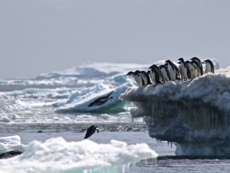 Danger Islands Expedition Image (8): “Adélie penguins jumping of iceberg, Danger Islands, Antarctica” Credit: Rachael Herman, Louisiana State University, © Stony Brook University