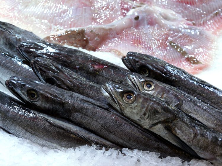 Hake could be an alternative to cod and haddock