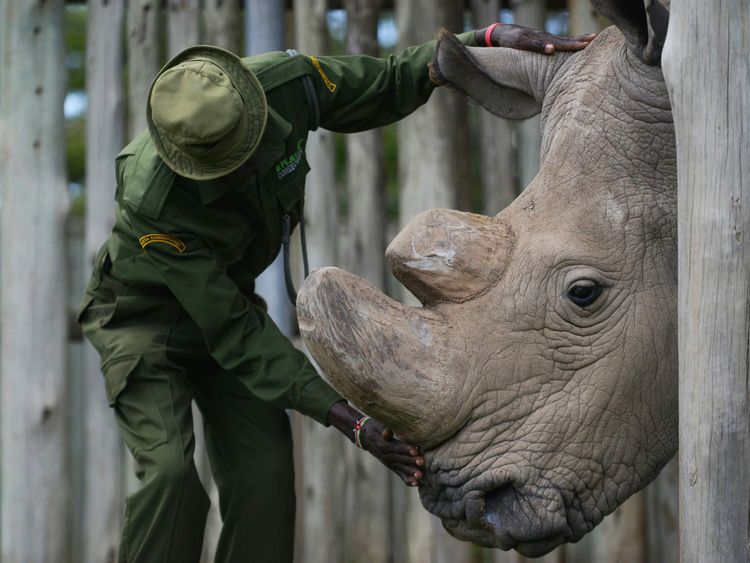 A caregiver calms Sudan, the last known male of the northern white rhinoceros subspecies