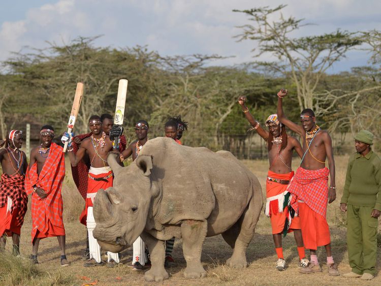 Maasai warriors pose with Sudan, the only male of the last three northern white rhino sub-species on the planet