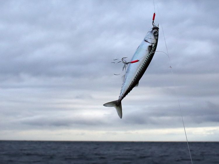 A mackerel is caught on a line from the fishing boat Silver Queen, close to the Lizard penisula