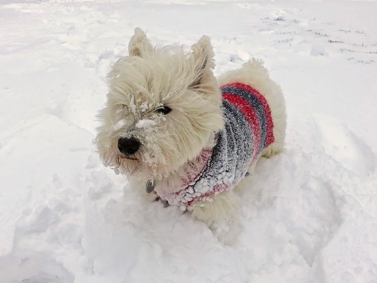 Arthur, a West Highland terrier, explores the snow near Okehampton in Devon 