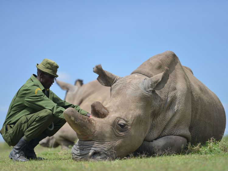 Care giver Peter crouches next to Najin, the older of only two remaining female northern white rhinoceros subspecies