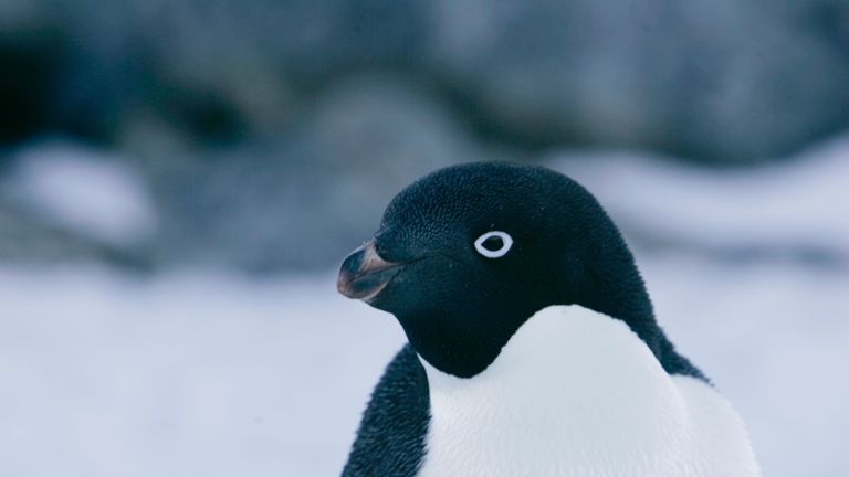 An Adelie penguin is pictured at Cape Denison, Commonwealth Bay, East Antarctica in this December 16, 2009 file photo