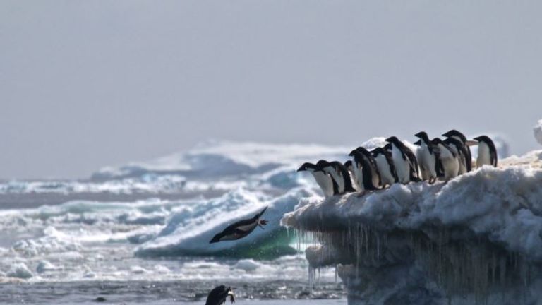 Danger Islands Expedition Image (8): “Adélie penguins jumping of iceberg, Danger Islands, Antarctica” Credit: Rachael Herman, Louisiana State University, © Stony Brook University