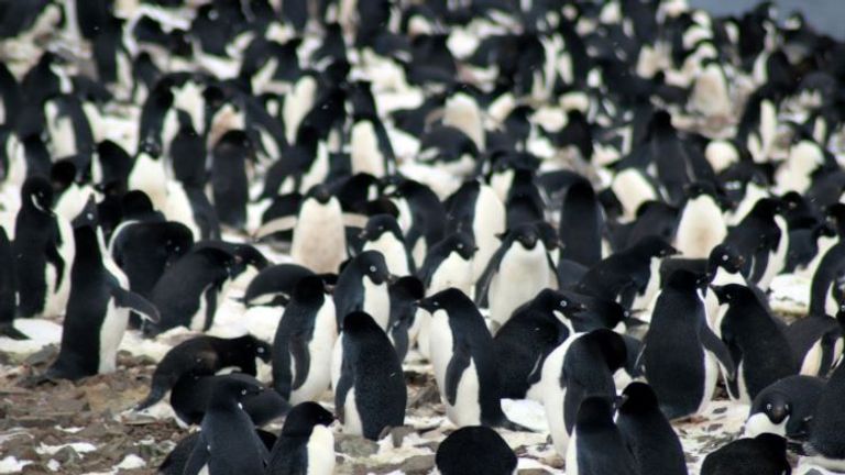 Danger Islands Expedition Image (9): “Nesting Adélie penguins, Danger Islands, Antarctica” Pic: Michael Polito, © Louisiana State University