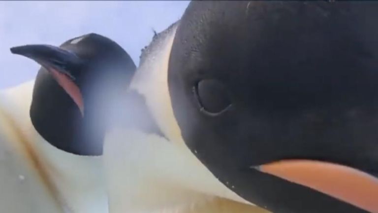 Penguins in Antarctica take selfie