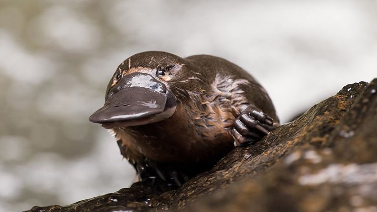 Platypus milk could save lives.. Pic: Laura Romin and Larry Dalton.