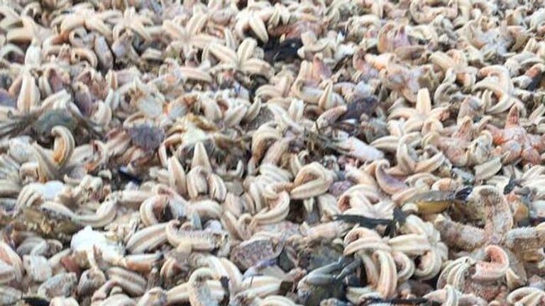 Wildlife enthusiasts said they were shocked by the number of starfish. Pic: Frank Leppard