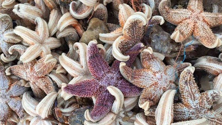 The starfish washed up after the big freeze. Pic: Frank Leppard
